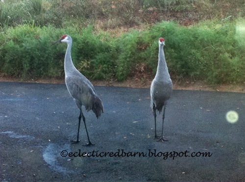 Eclectic Red Barn: Sandhill cranes on the driveway