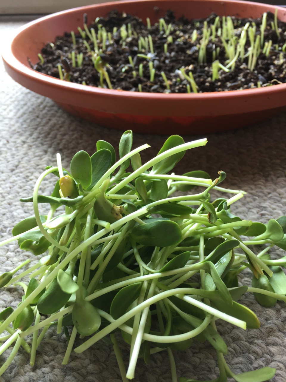 Julie Zickefoose on Blogspot How to Grow Sunflower Sprouts Easy, Fun