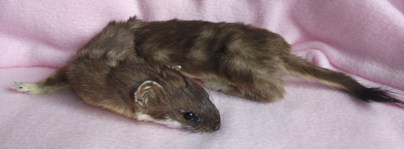 Fox Trail Taxidermy