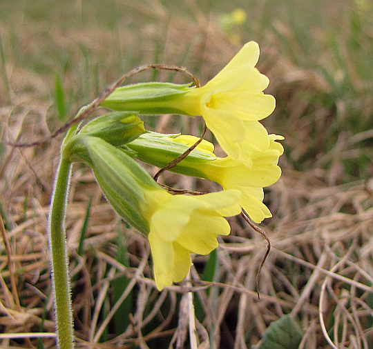 Pierwiosnek wyniosły (Primula elatior).