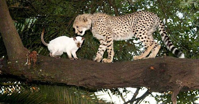 big_cat1.jpg