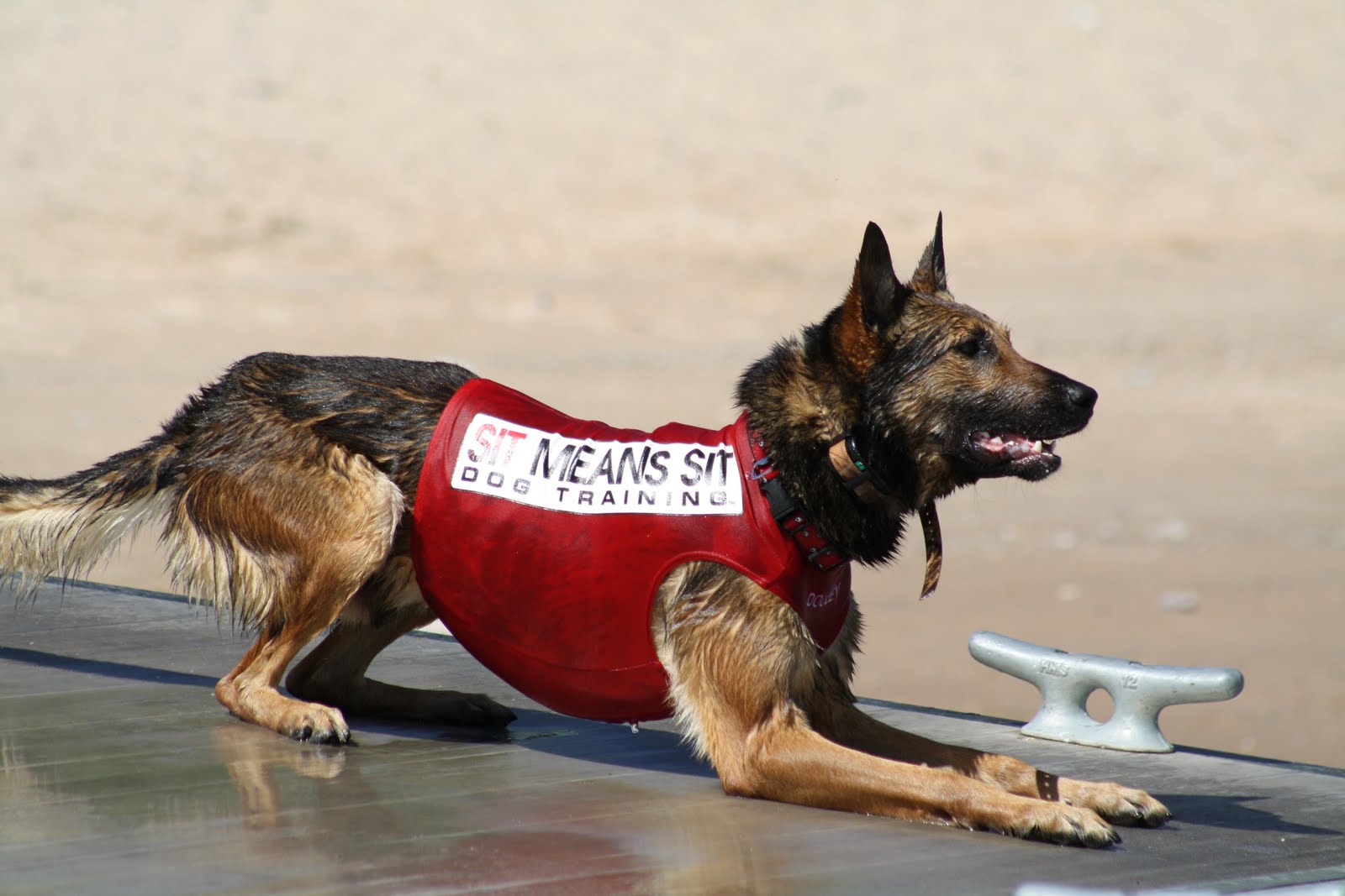Las Vegas DockDogs Blog Dog Day in the Park Needles California Event