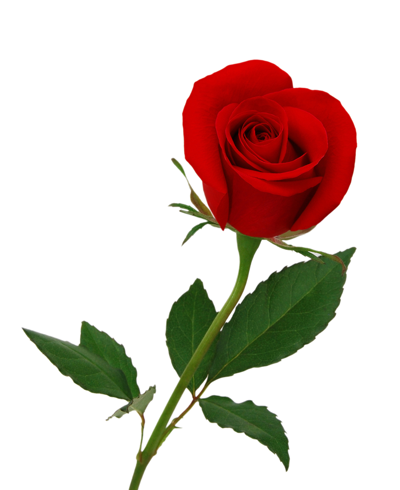 El blog de Dominguín del Copón – El JUEGO del ESCONDITE, desde el Nido