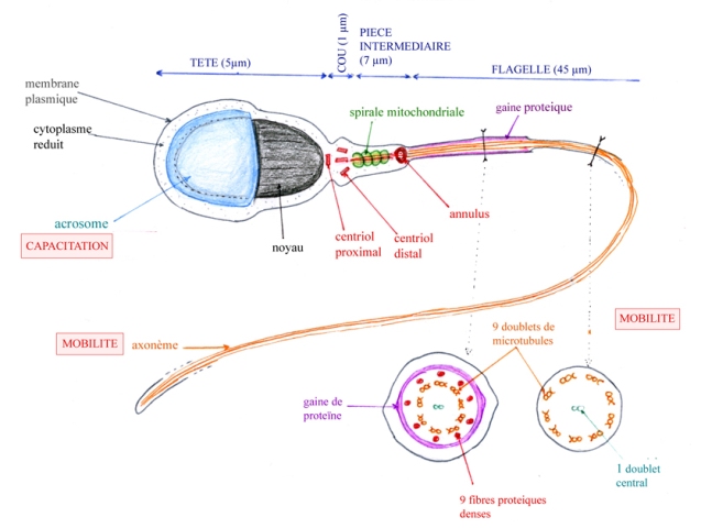 Bibliotheque De Sciences Ultrastructure Du Spermatozoide Humain Normal