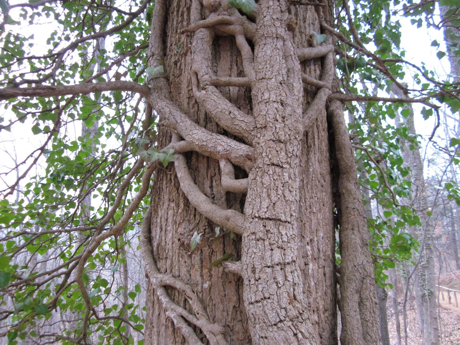 Up Sucker Creek Dangerous trees