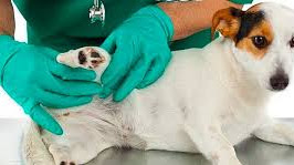 Tumores de grasa en Perros - Recomendaciones y remedios contra bolas, tumores de grasa en el perro