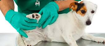Tumores de grasa en Perros - Recomendaciones y remedios contra bolas, tumores de grasa en el perro