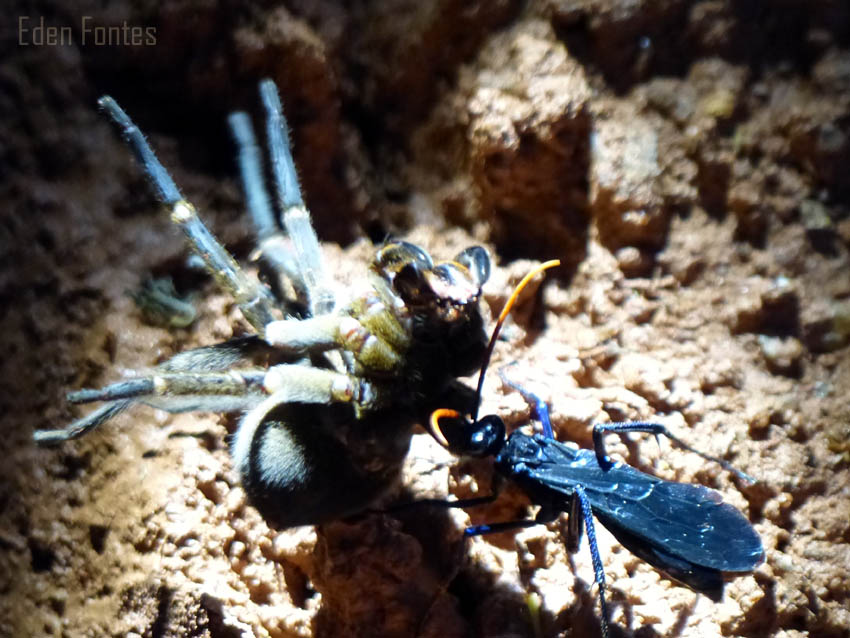 Insetologia - Identificação de insetos: Vespa Caçadora de Aranhas em Goiás