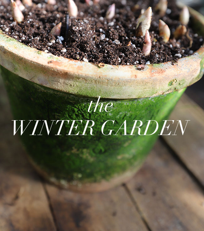 Winter Gardening Ramps Up - Book Reviews Pour In Winter Gardening Ramps Up - Book Reviews Pour In