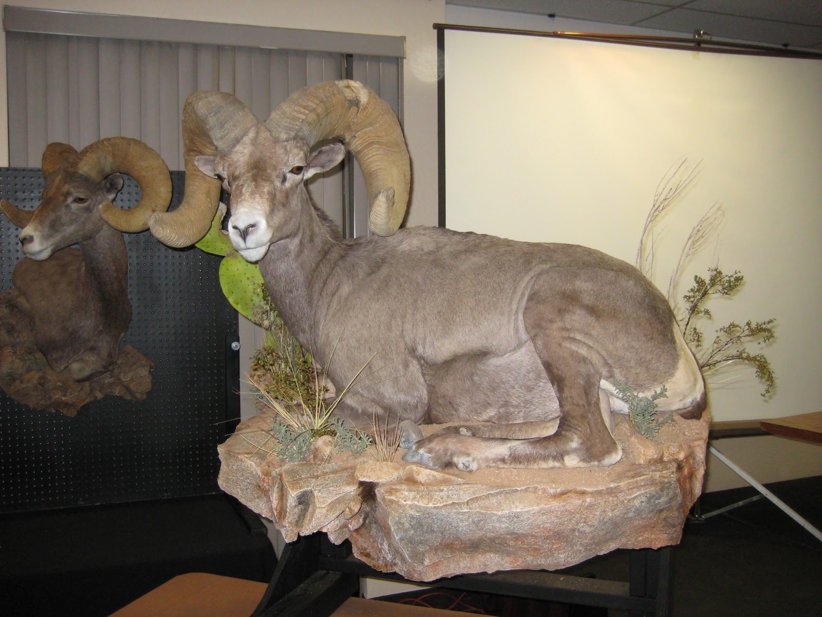 WESTERN TROPHY BIGHORN JOURNAL 2011 AZ Desert Bighorn Sheep Society
