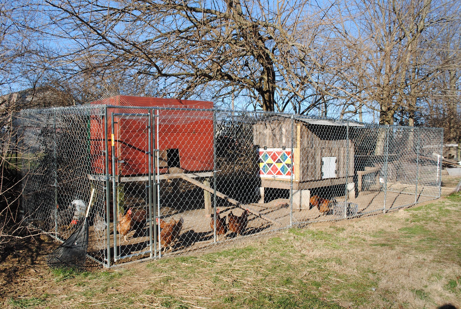 My Old Kentucky Homestead Backyard Chickens