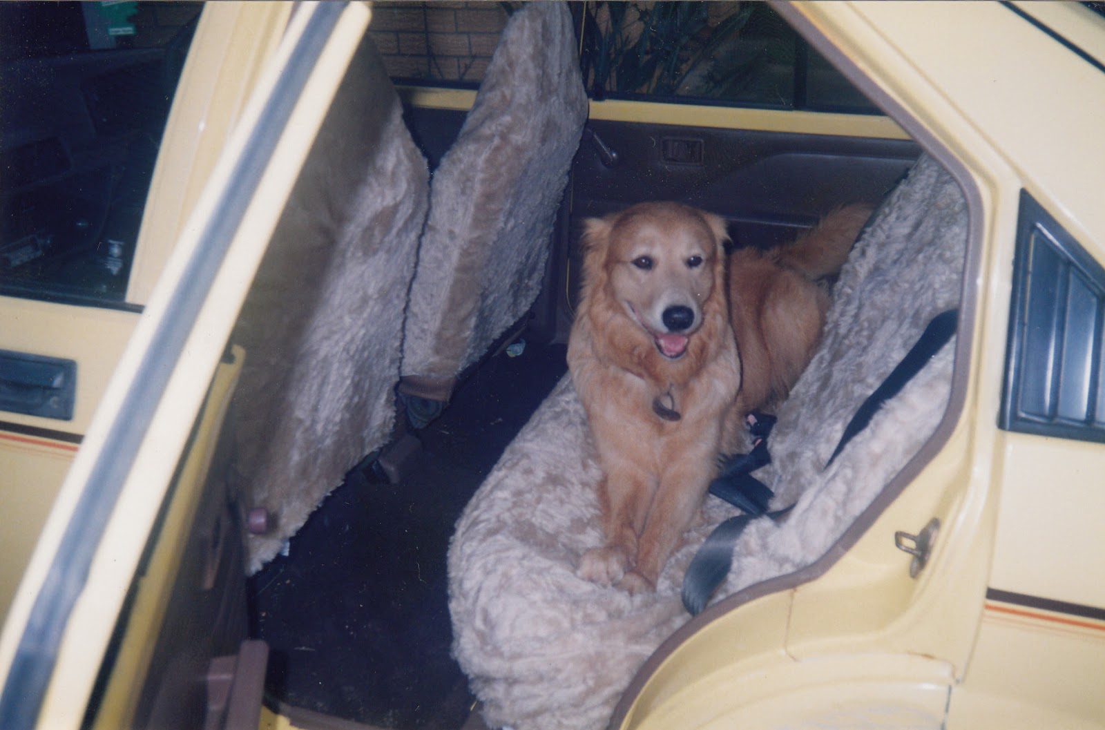 Dogsaremyreligion Dogs love going for rides in cars!