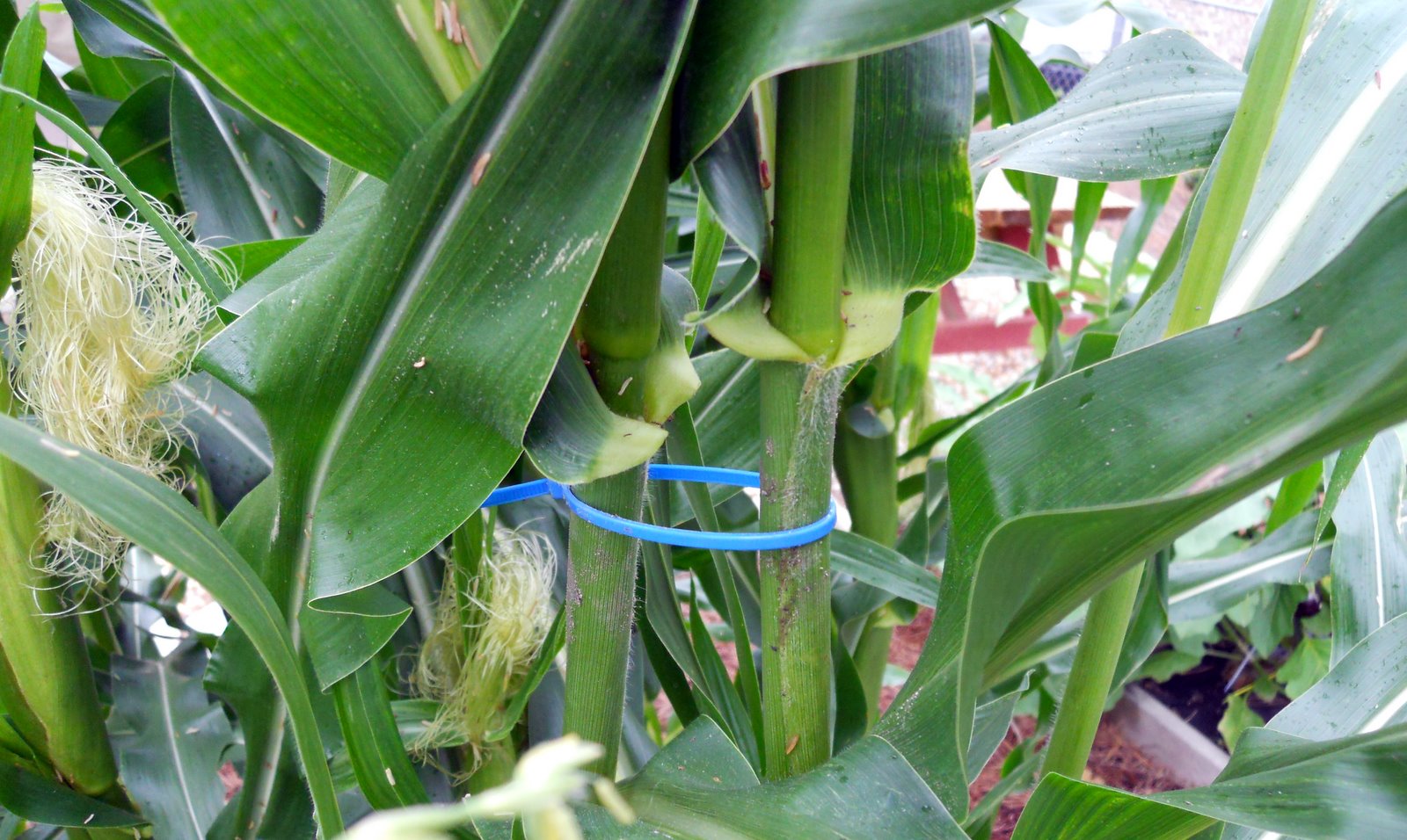 Home Garden How to Fix and Support Blown Over Corn