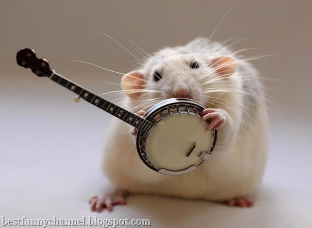 Rat musician 2 