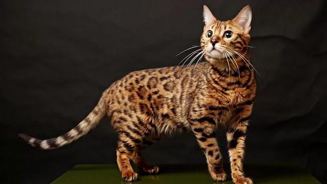 Kucing Blacan Kucing Blacan