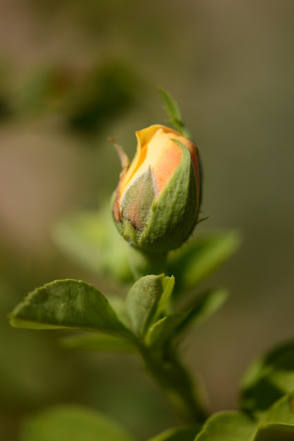 rose "Graham Thomas", David Austin rose, small sunny garden