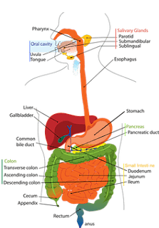 Hepatitis A and B - Cause and Treatment Hepatitis A and B - Cause and Treatment