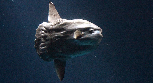 MontereySunfish.jpg MontereySunfish.jpg