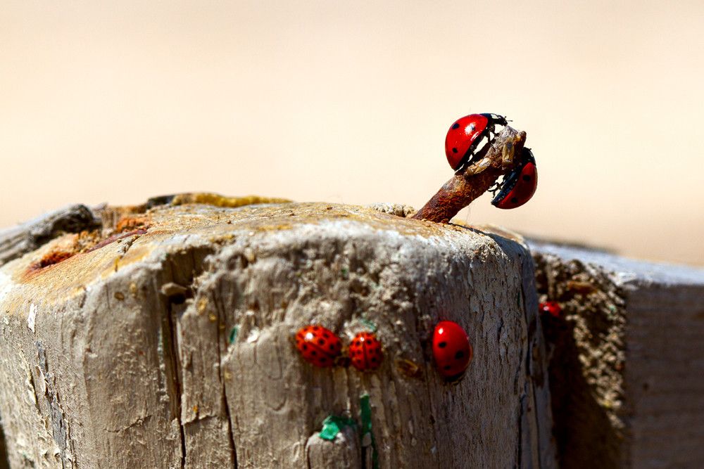 19.  Ladybird by Ramin Hasanov