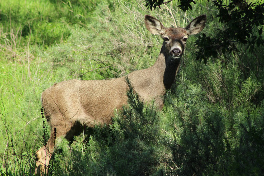 5 Animales con orejas muy grandes