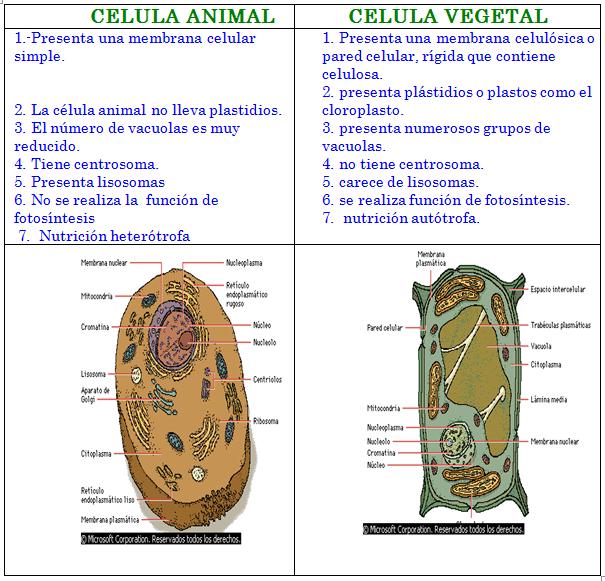 Biologia 4º Eso CÉlula Eucariota Animal Y Vegetal Diferencias