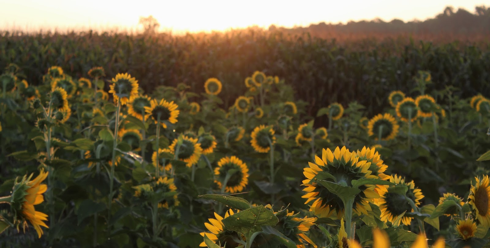 Sunflowers%2Bfrom%2Bbehind%2Bbecoming%2Blike%2BJesus.JPG