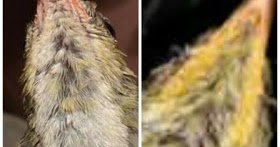 Ciri Ciri Trotol Anakan Kolibri Ninja Jantan Dan Betina