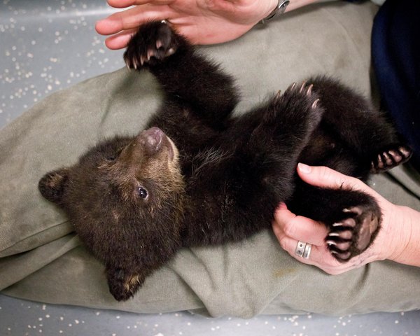 Rolling Through Life!: Cautionary Tale of Adorable Baby Bear