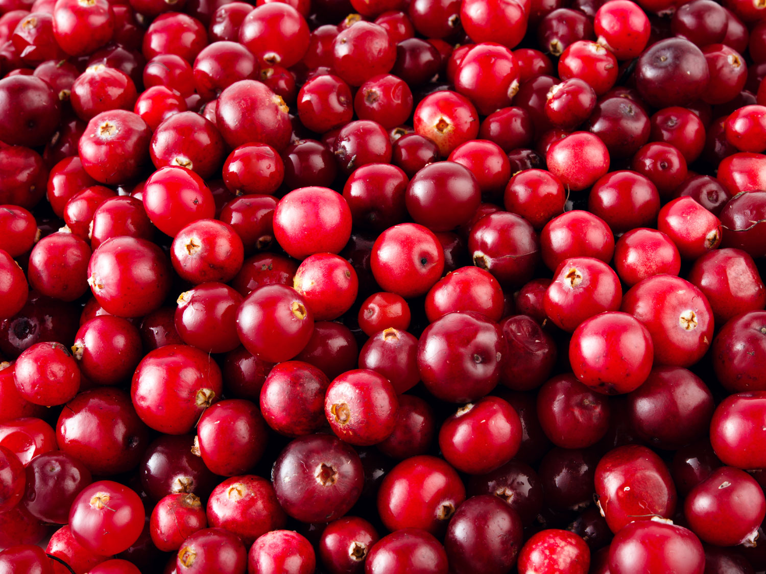 CSA Shares Cranberries