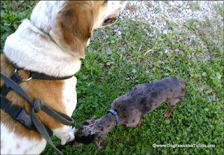 My Dog Valentino with Lost and Found Dachshund 