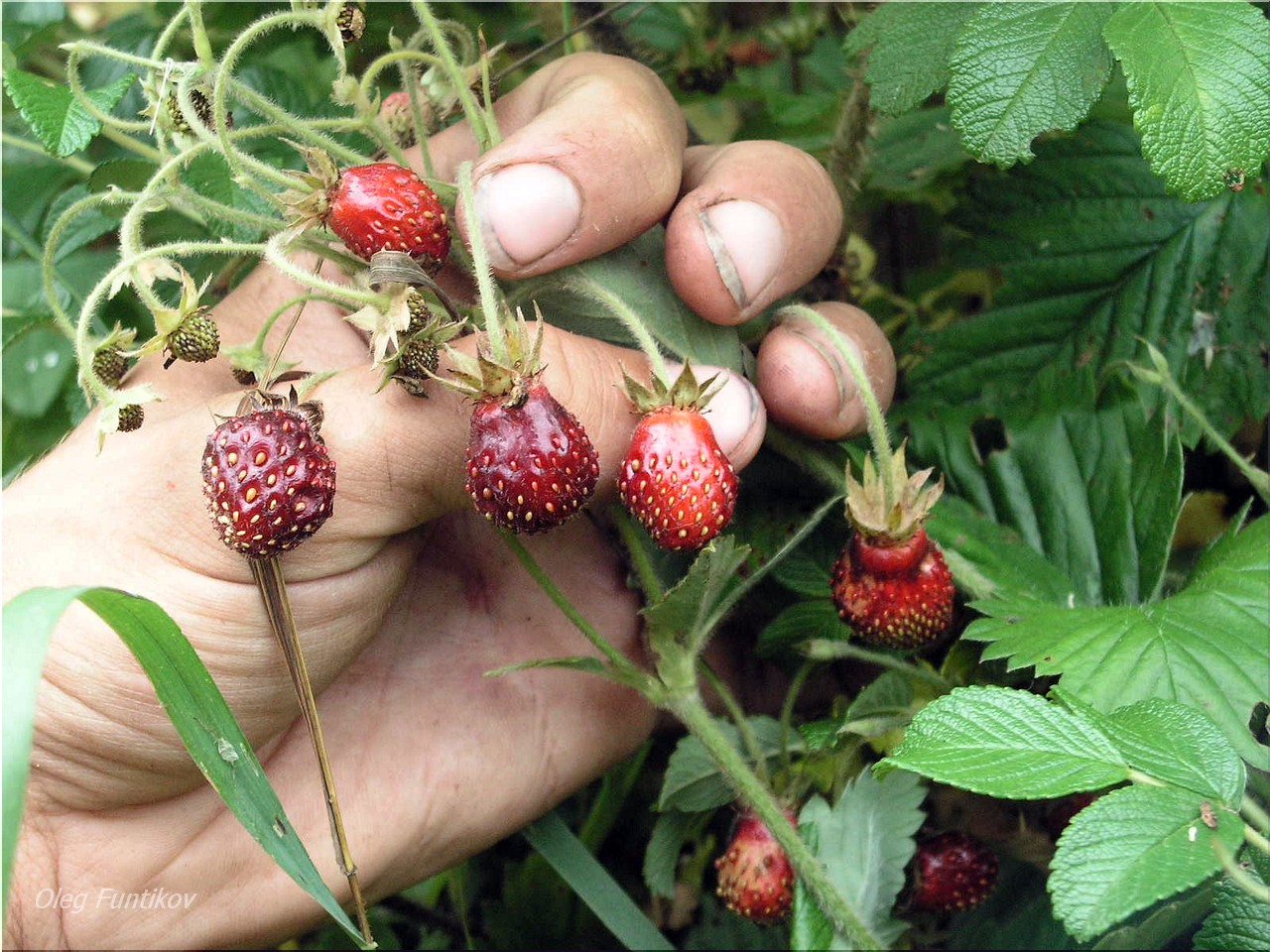 купчиха клубника ремонтантная. садовая ремонтантная мелкоплодная земляника. земляника мелкоплодная. земляника барон солемахер. земклуника пенелопа.