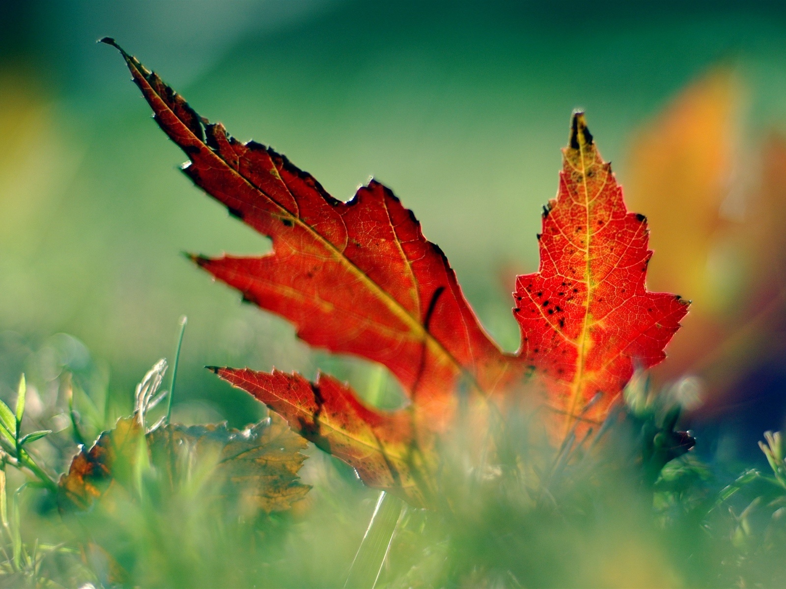 Fallen Red Leaf Desktop Wallpaper HD Wallpapers 9to5Wallpapers