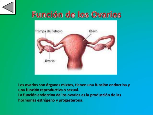 función del ovario