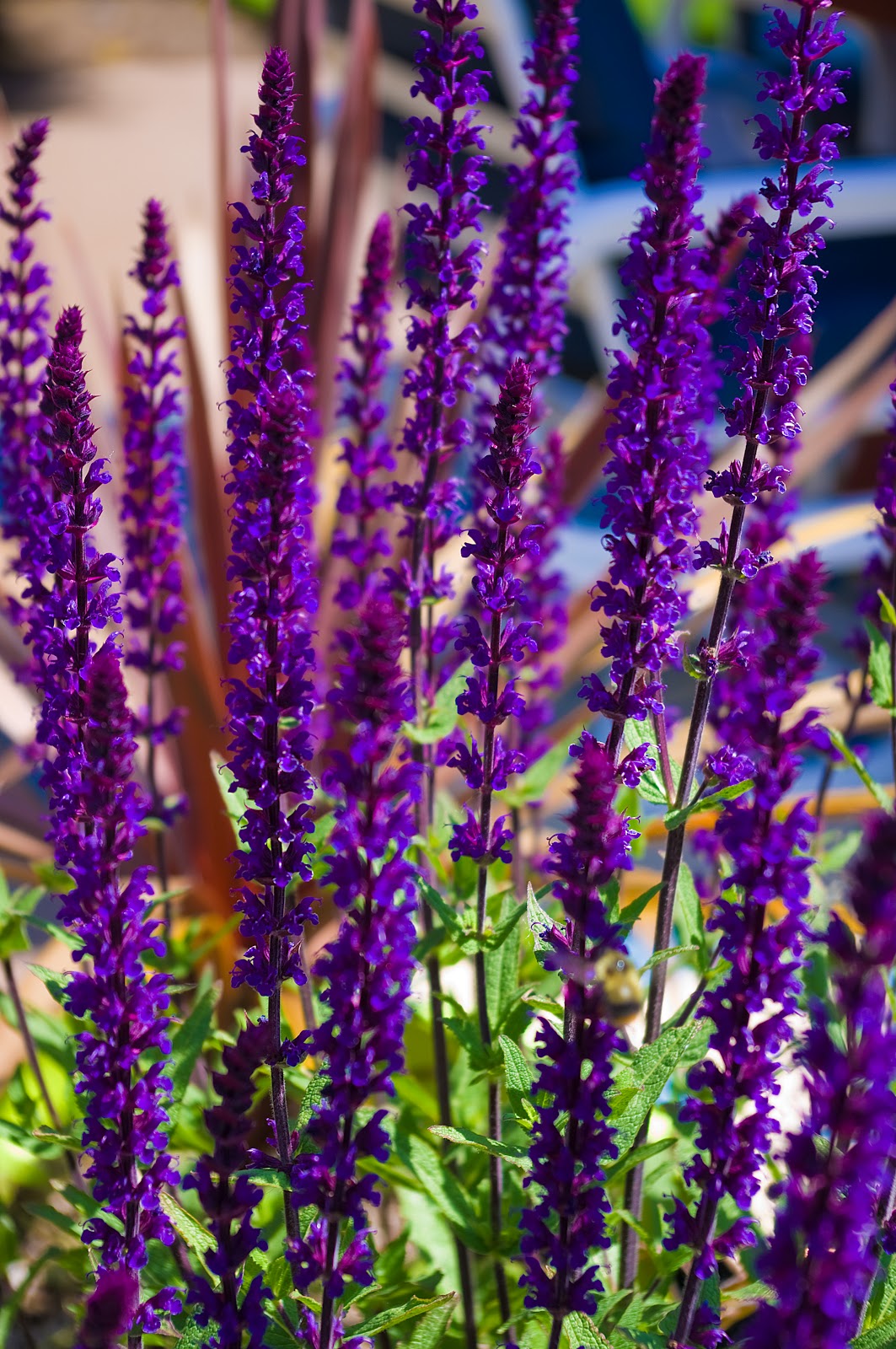 Thom Zehrfeld Photography Flowers In The Yard Part One