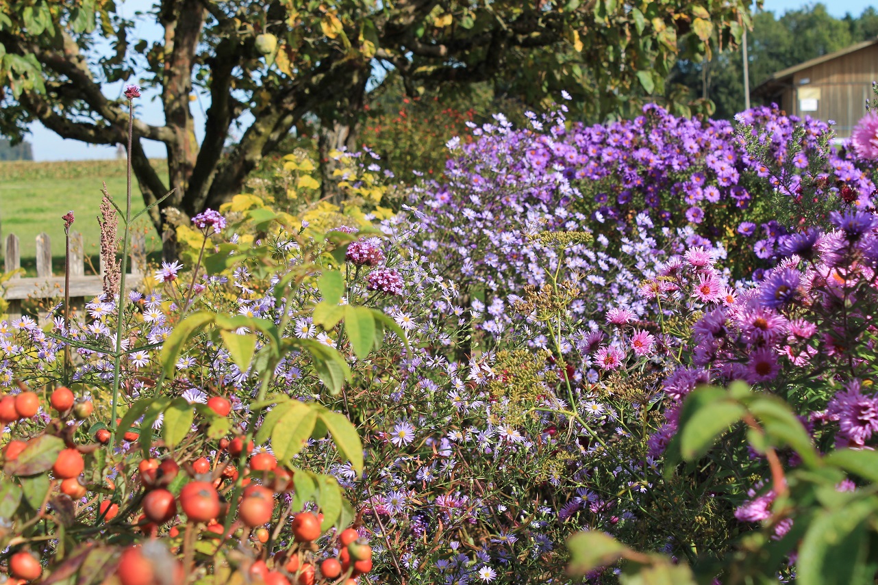 Belles Fleurs Garten, Haus, Natur Herbst im Garten