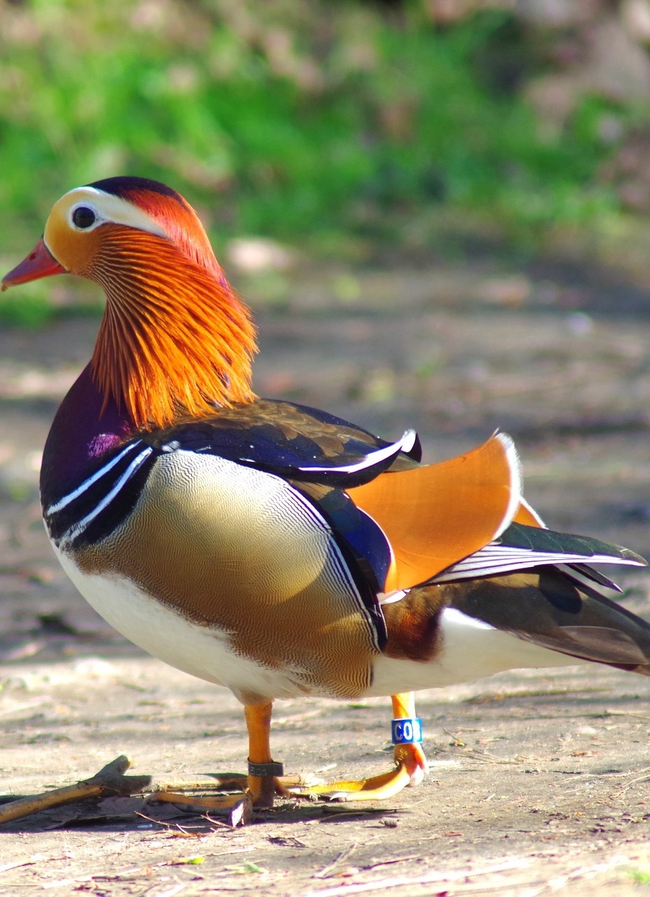 Beautiful mandarin duck.