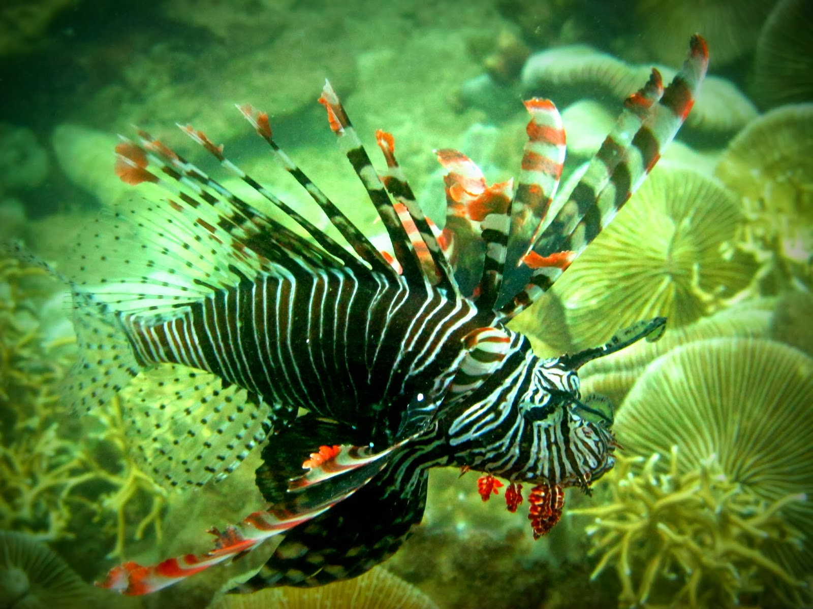 Sea Slug and the Turtle: September 2013