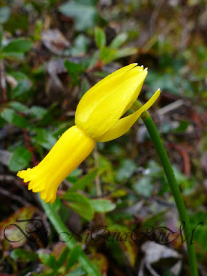 Botaniquarium - Narcissus cyclamineus flower