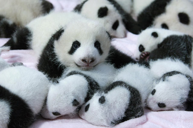 Bayi-Bayi Panda ini Lucu Banget, Bisa Bisanya Unjuk Gigi Saat Dilihat Turis Bayi-Bayi Panda ini Lucu Banget, Bisa Bisanya Unjuk Gigi Saat Dilihat Turis