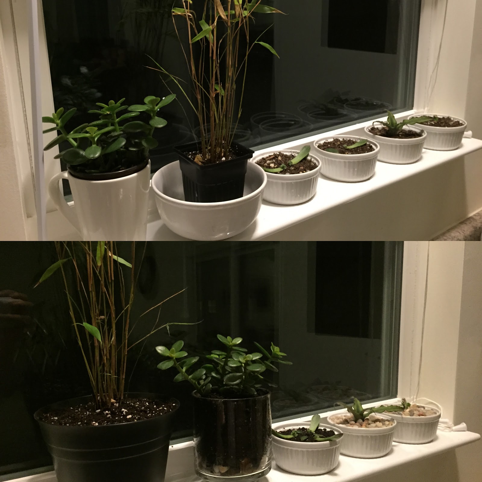 plants in windowsill