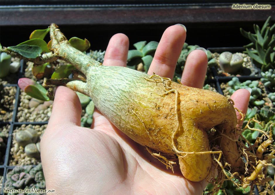 Lithops Stories: Adenium (7 pics)