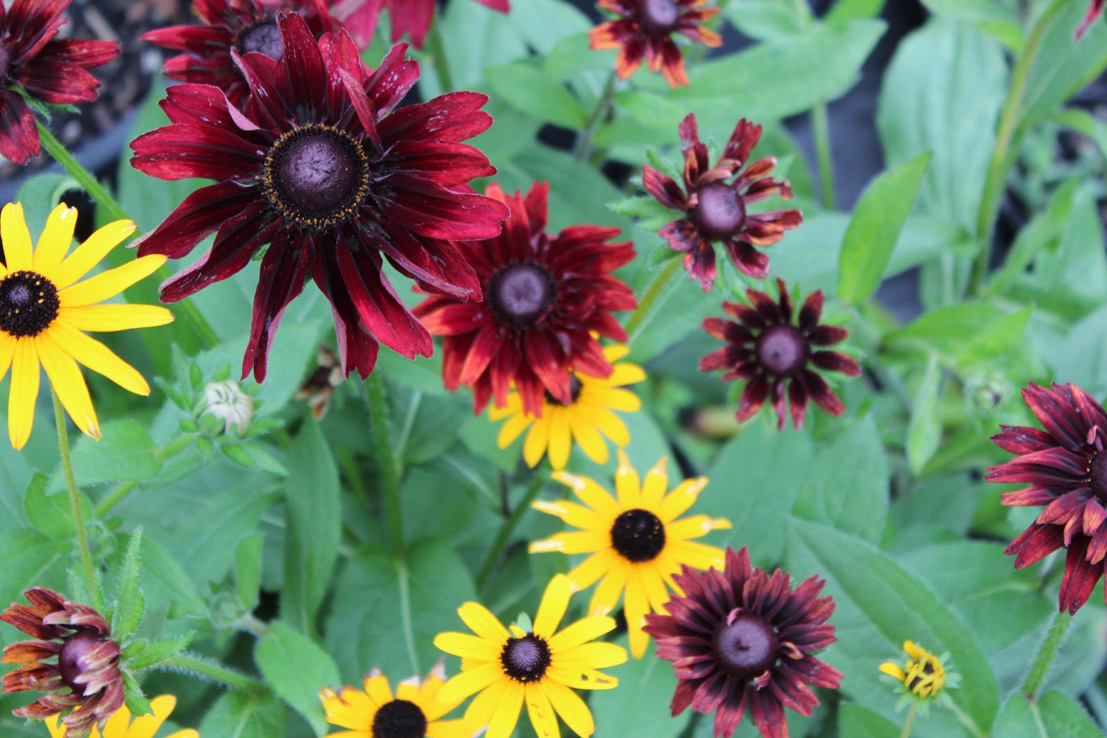 Florez Nursery: Rudbeckia hirta 'Cherry Brandy'