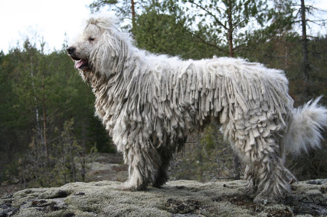 10 of the Most Unusual Dog Breeds