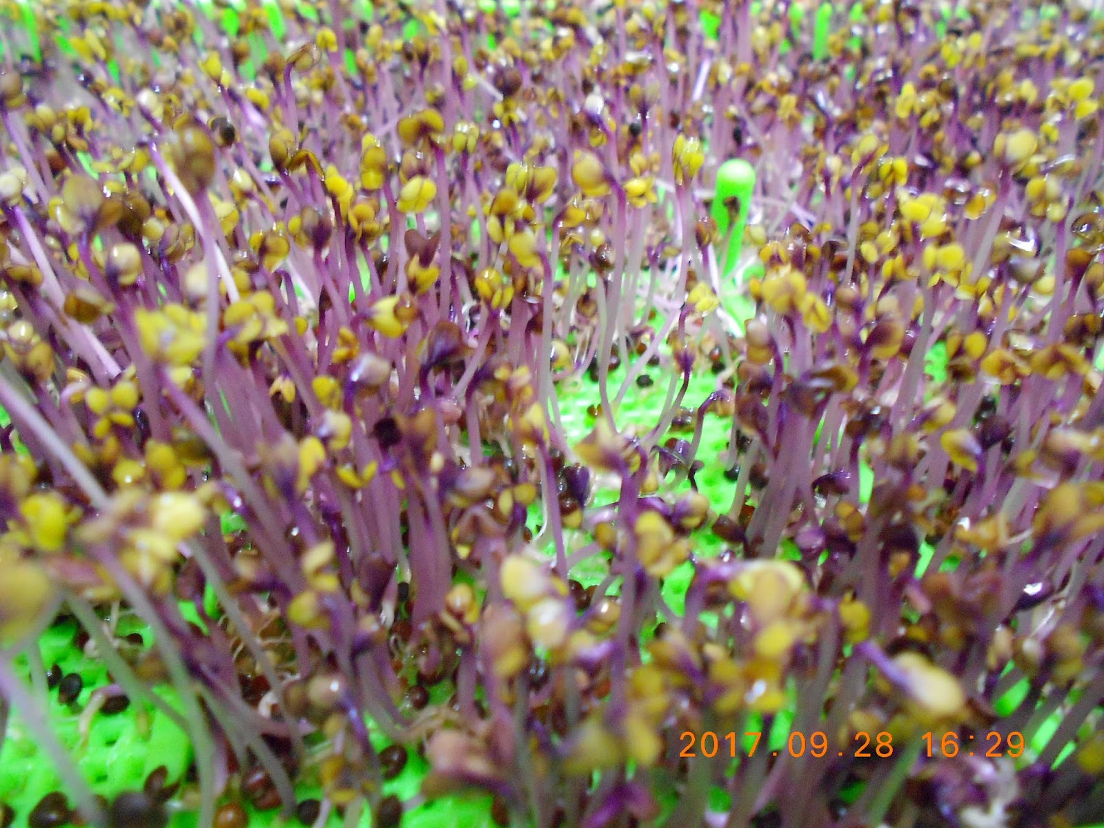 �����R,�����R��,���Ⱚ�R��,������ŵ�,�����R��i,�����R����i,�����ŵ��ܦ�,�����ŵ浵���ߵ�,�����R��