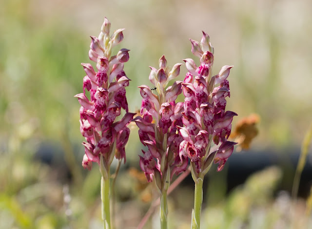 Bug Orchid - Cyprus