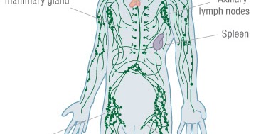 Lymphatic System