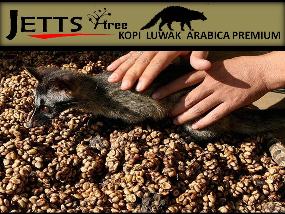 Какашек делают кофе. Кофе Luwak Индонезия. Копи Лювак кофе. Зверек который ест кофе. Дорогой кофе из помета животных.