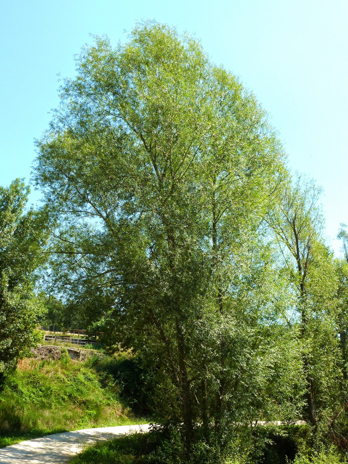 Árboles con alma Sauce blanco. Salze blanc. (Salix alba)
