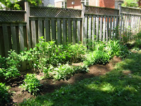 Toronto garden bed after cleanup weeded and edged by garden muses: a Toronto gardening blog