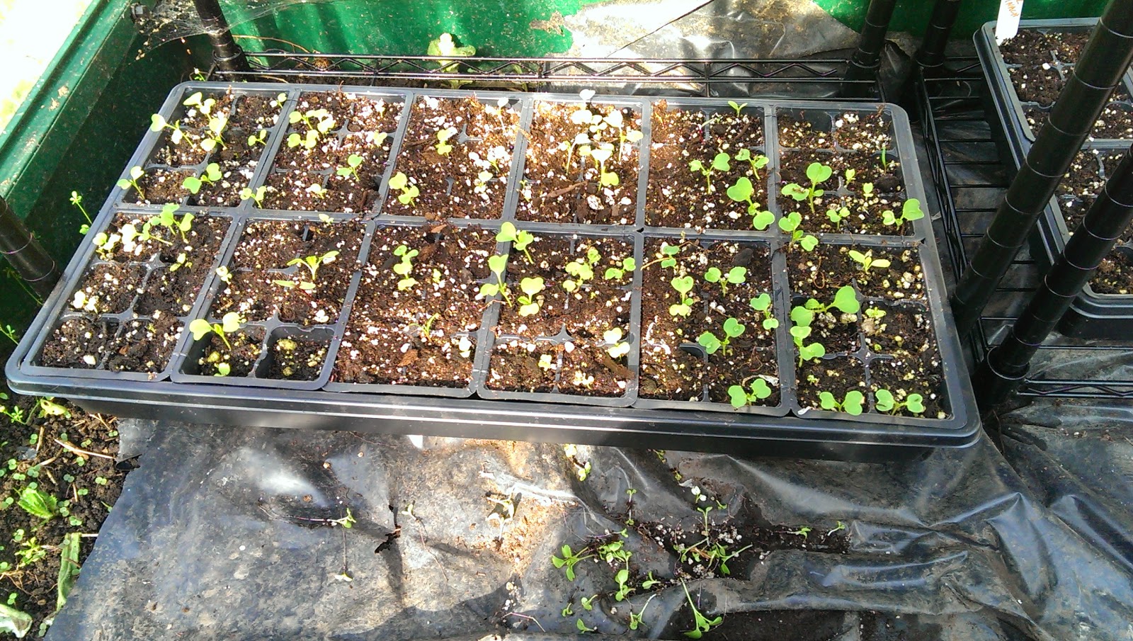 Curling Tomato Leaves and Lettuce Starts Farming Your Yard
